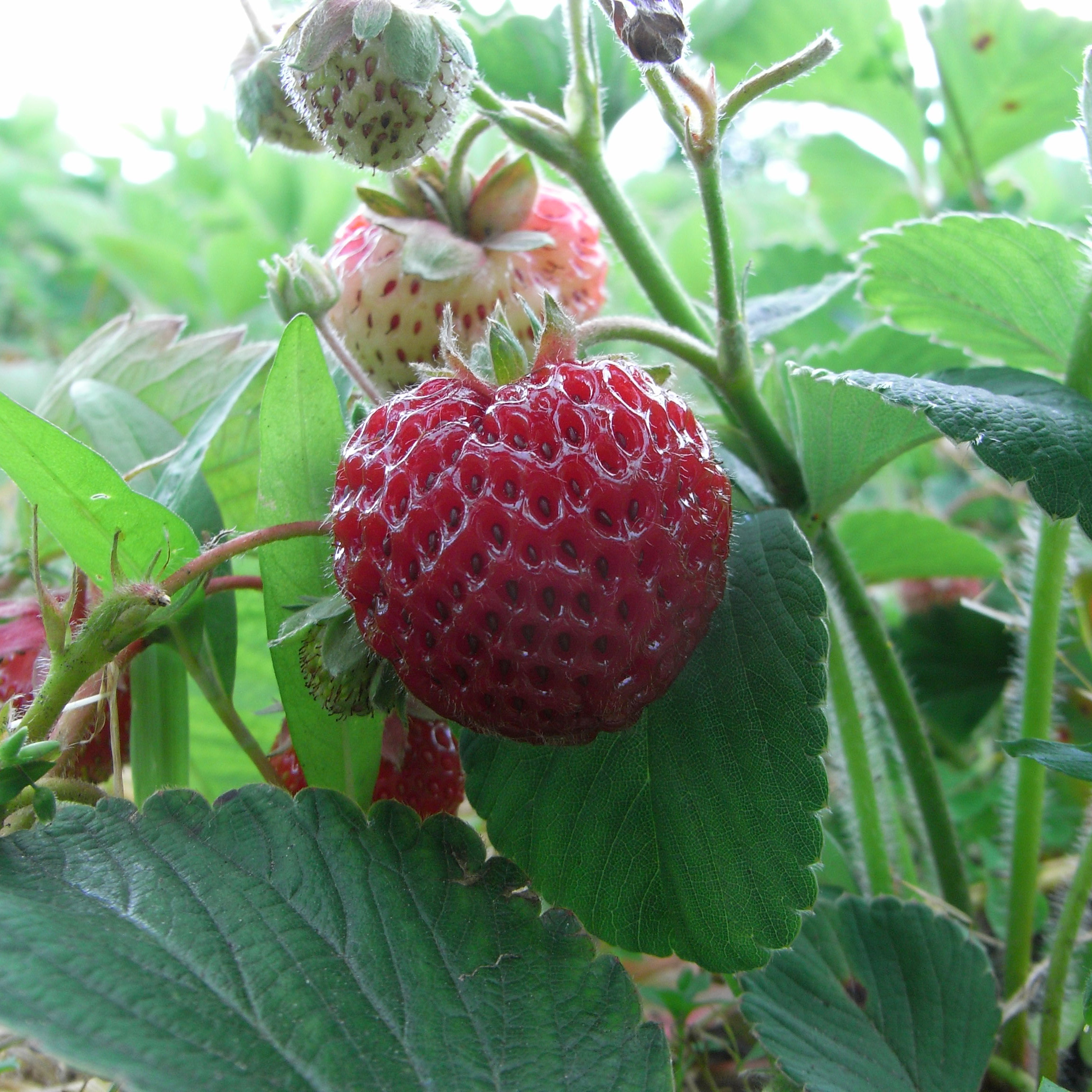 Strawberry plant 'Framberry', strawberryraspberry buy Strawberry plant 'Framberry