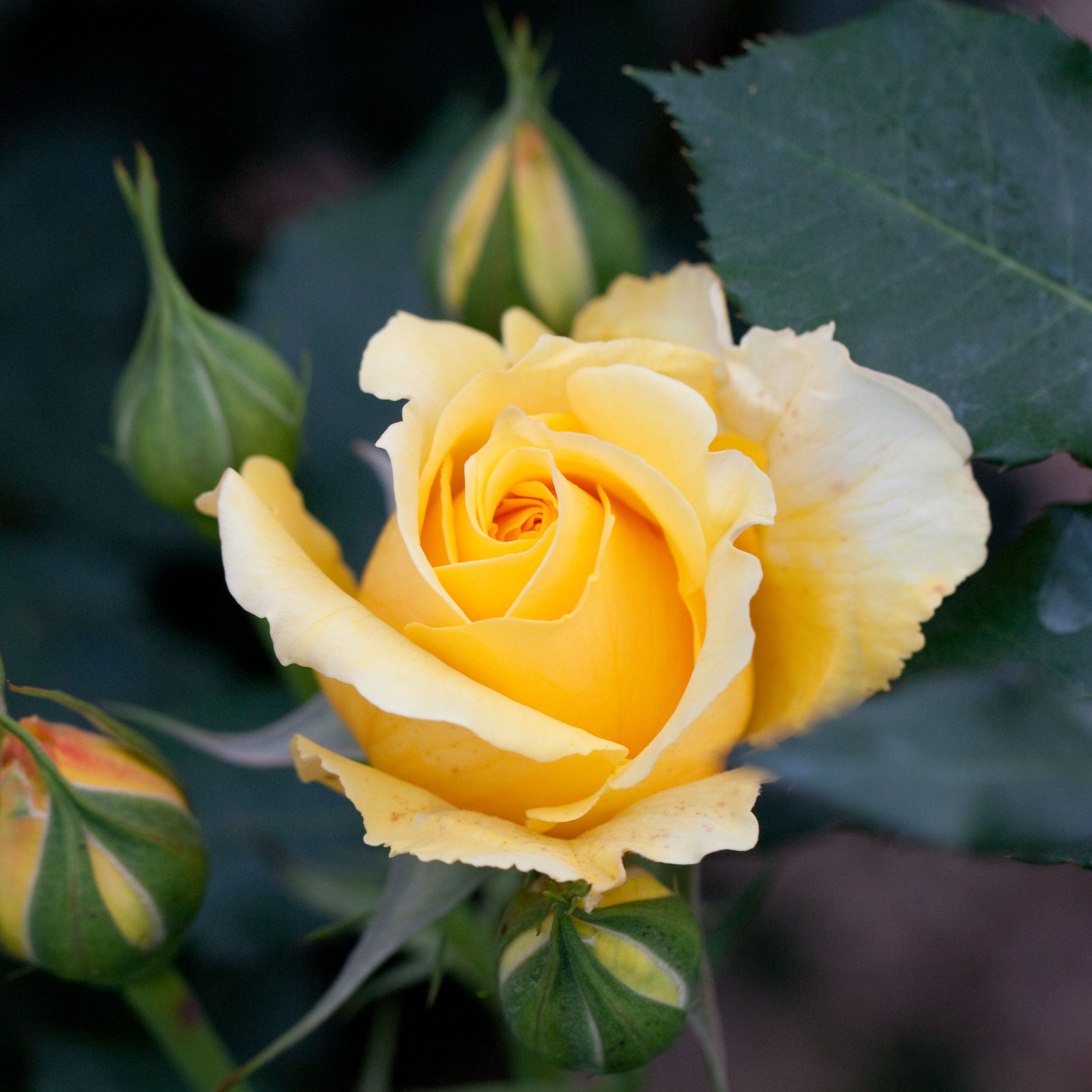 Rosa Rampicante Rimosa Rose Barni® – Fiori Grandi Giallo Oro, Rifiorente Da Maggio All'Autunno In Vaso