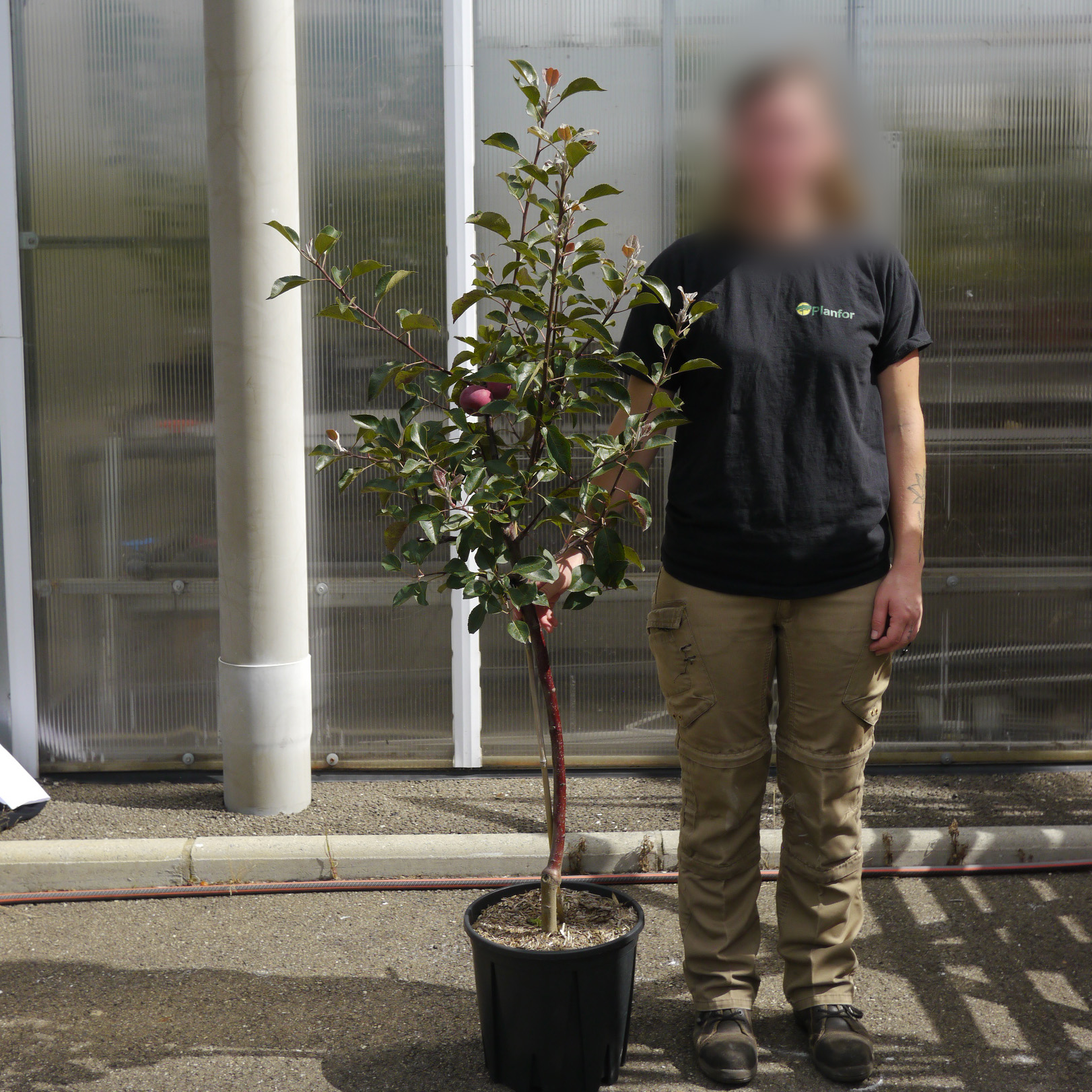 Apple tree, Red flesh buy Apple tree, Red flesh / Malus domestica Red