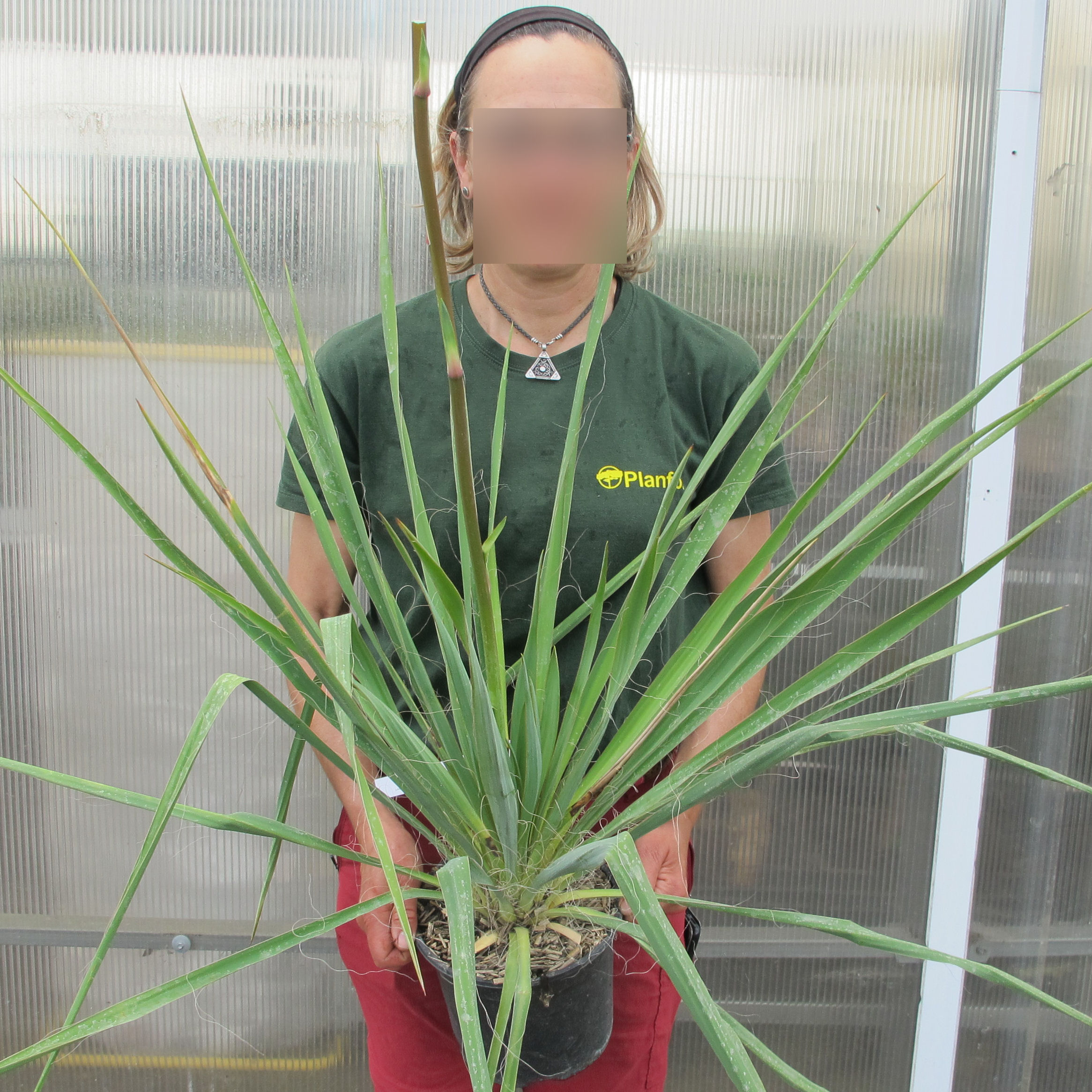 Yucca Thread Yucca filamentosa, Adam's needle and thread : buy Yucca filamentosa ...