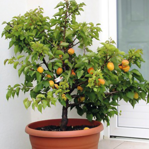 Apricot tree, dwarf selffertile buy Apricot tree, dwarf selffertile