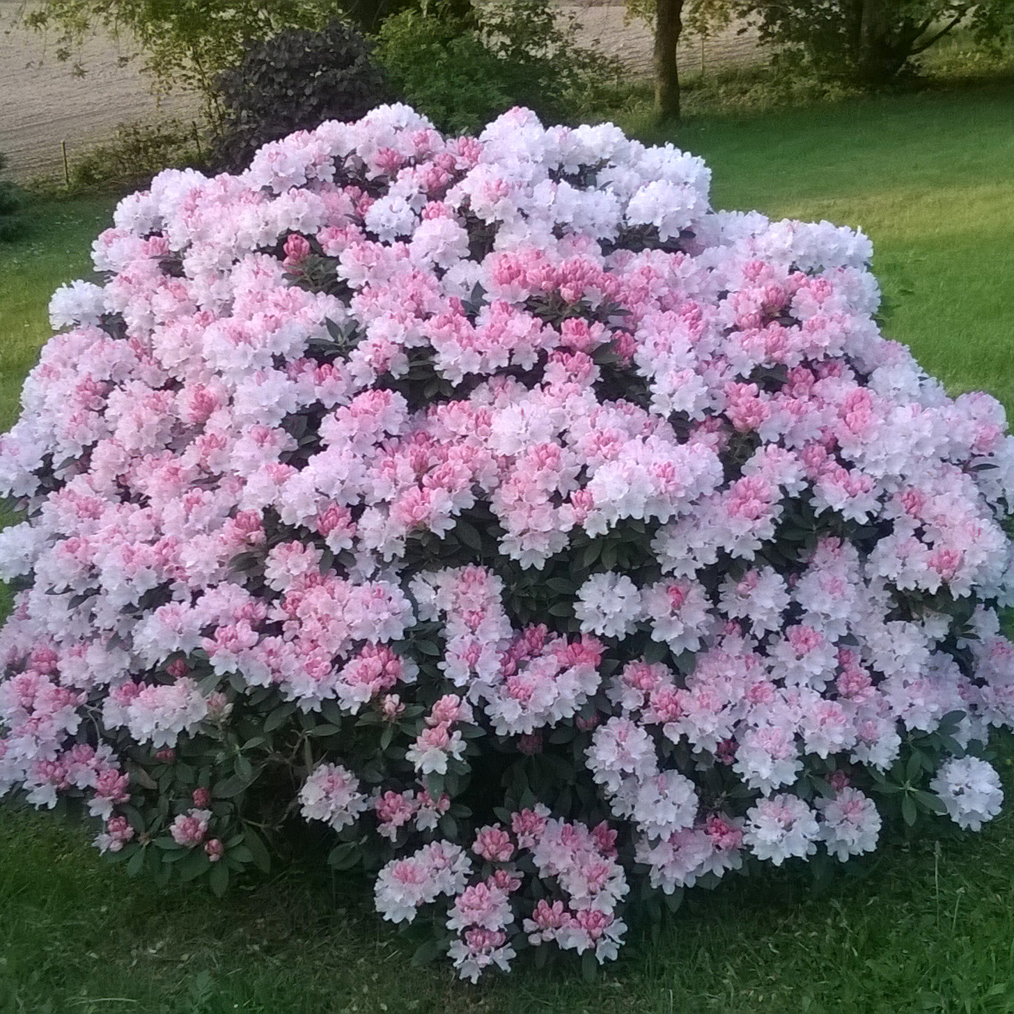 Rhododendron, dwarf 'Percy Wiseman' : buy Rhododendron, dwarf 'Percy ...