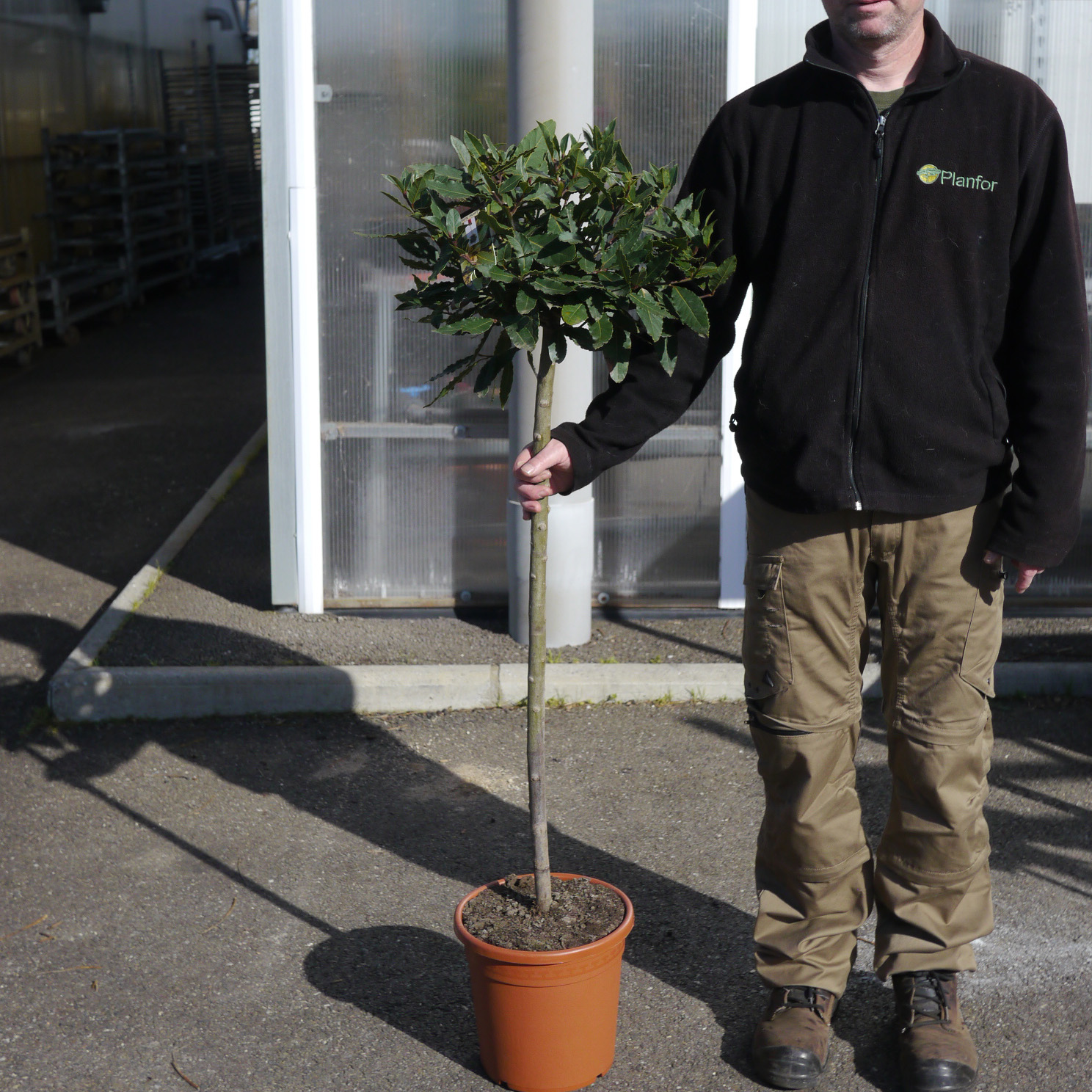 Laurel, bay Standard buy Laurel, bay Standard / Laurus nobilis Deco2