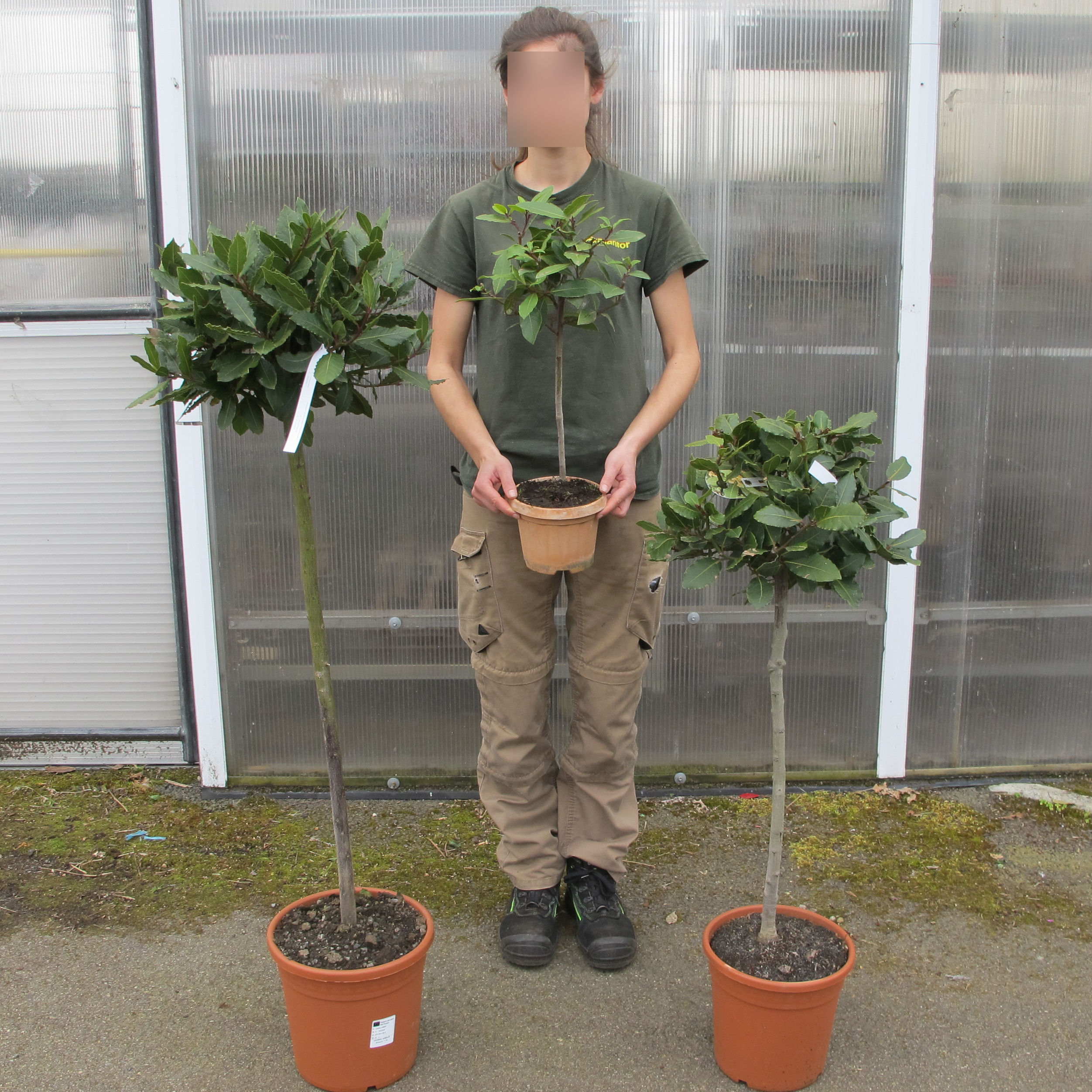 Laurel, bay Standard buy Laurel, bay Standard / Laurus nobilis Deco2