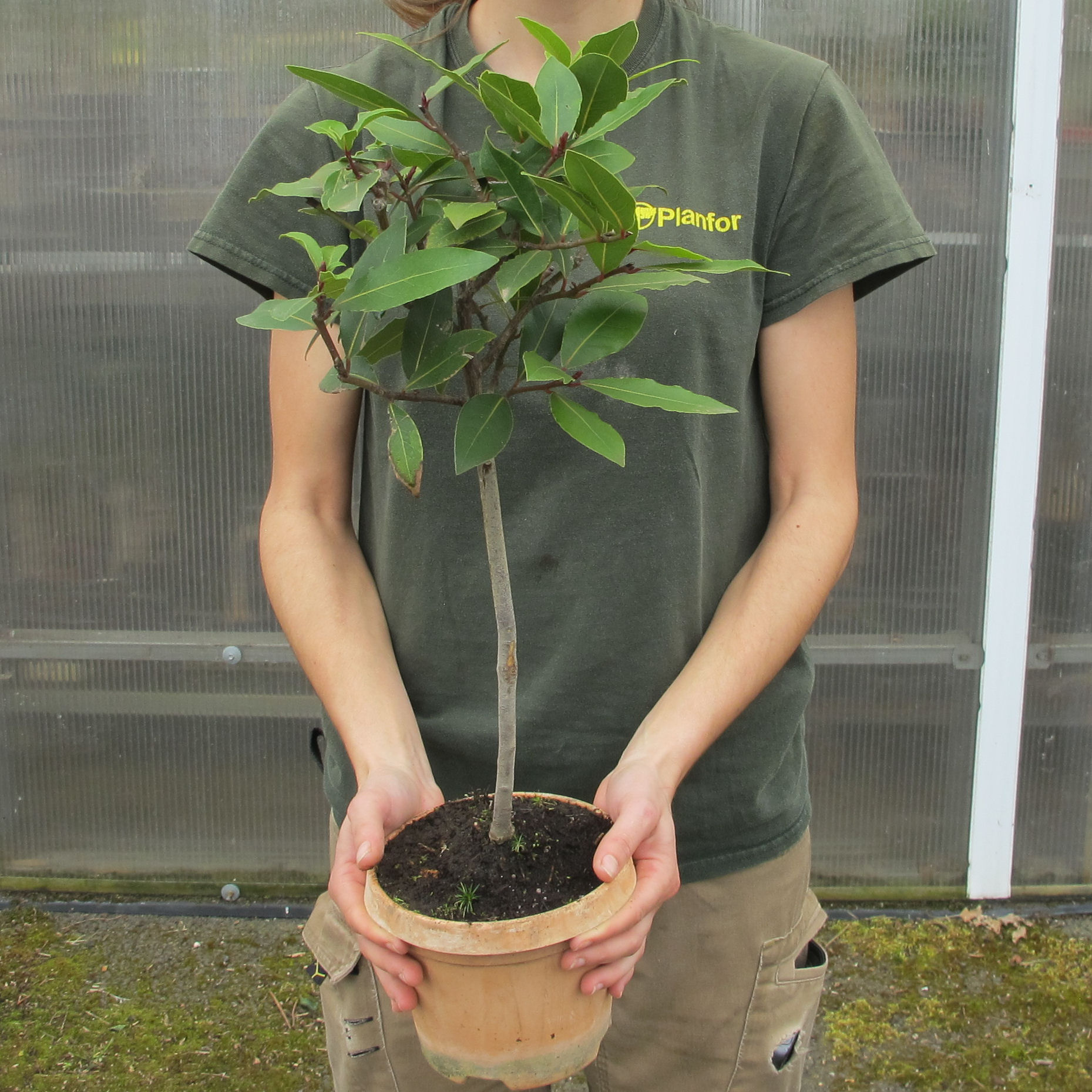 Laurel, bay Standard buy Laurel, bay Standard / Laurus nobilis Deco2