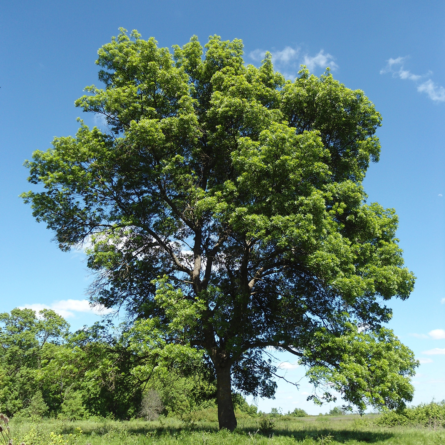 Ash, Narrow-leaved : buy Ash, Narrow-leaved / Fraxinus angustifolia