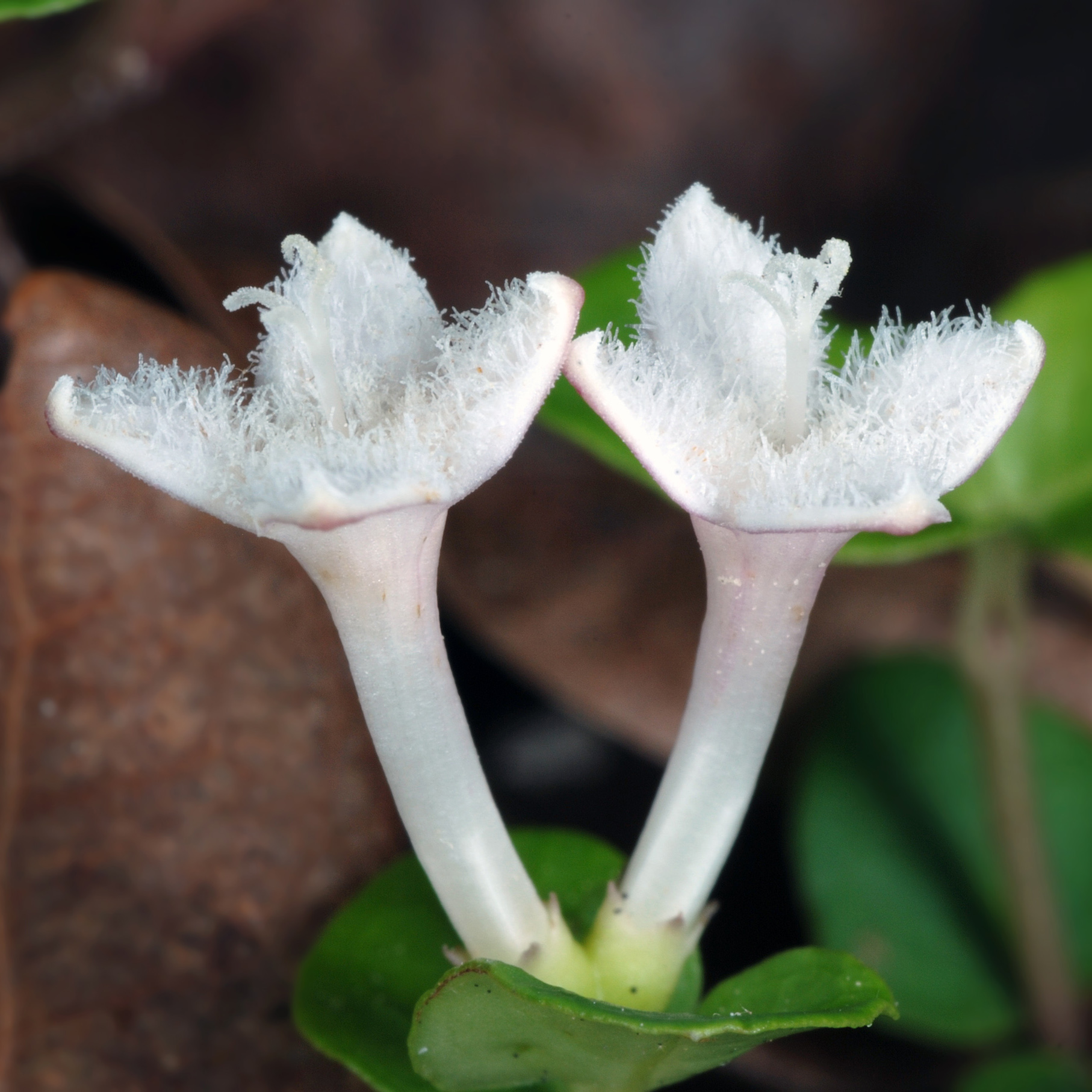 Partridge Berry, Squaw vine buy Partridge Berry, Squaw vine
