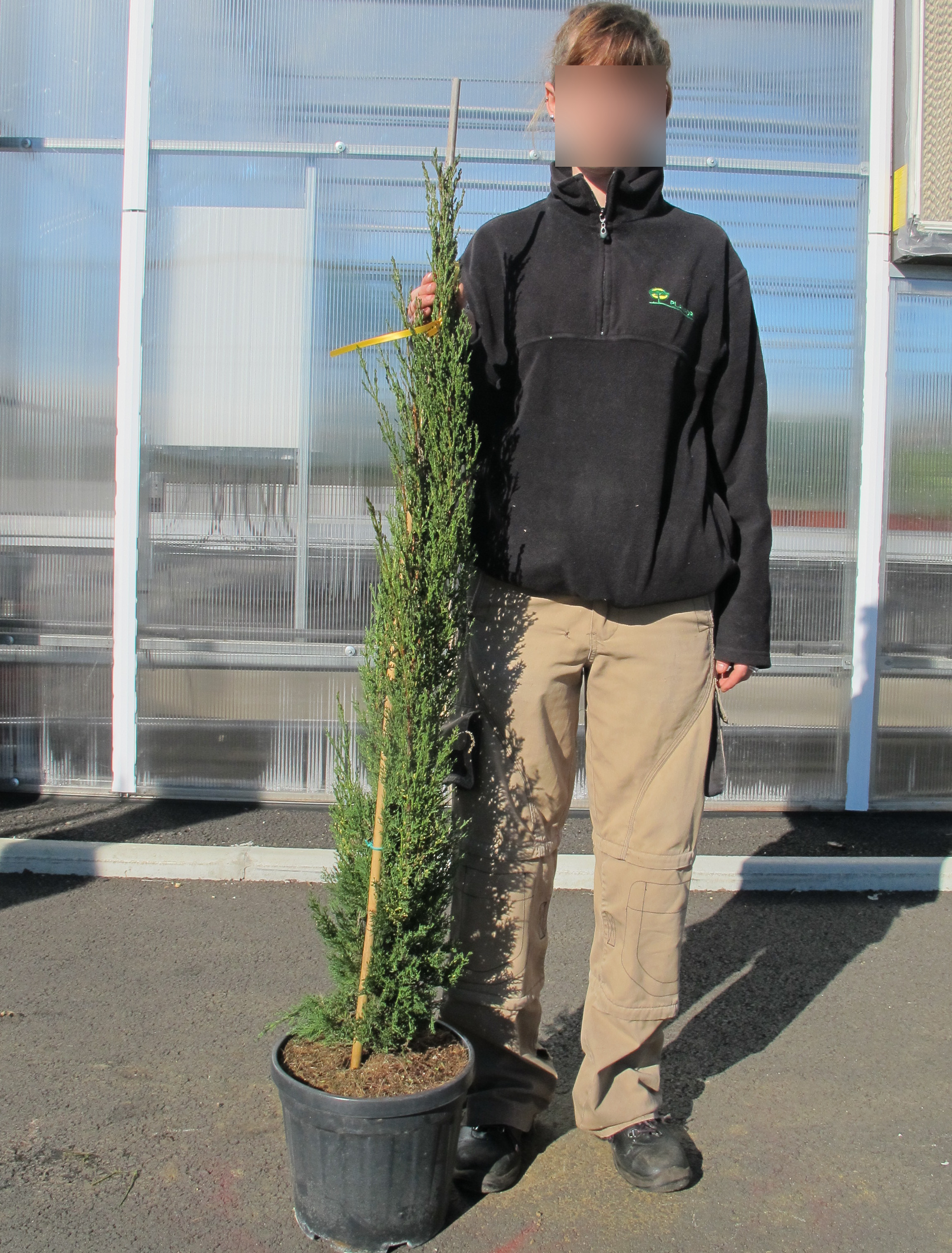 Pair of Italian Cypress Cupressus pencil Trees 45-50cm Tall, in 15 cm pots main image 1