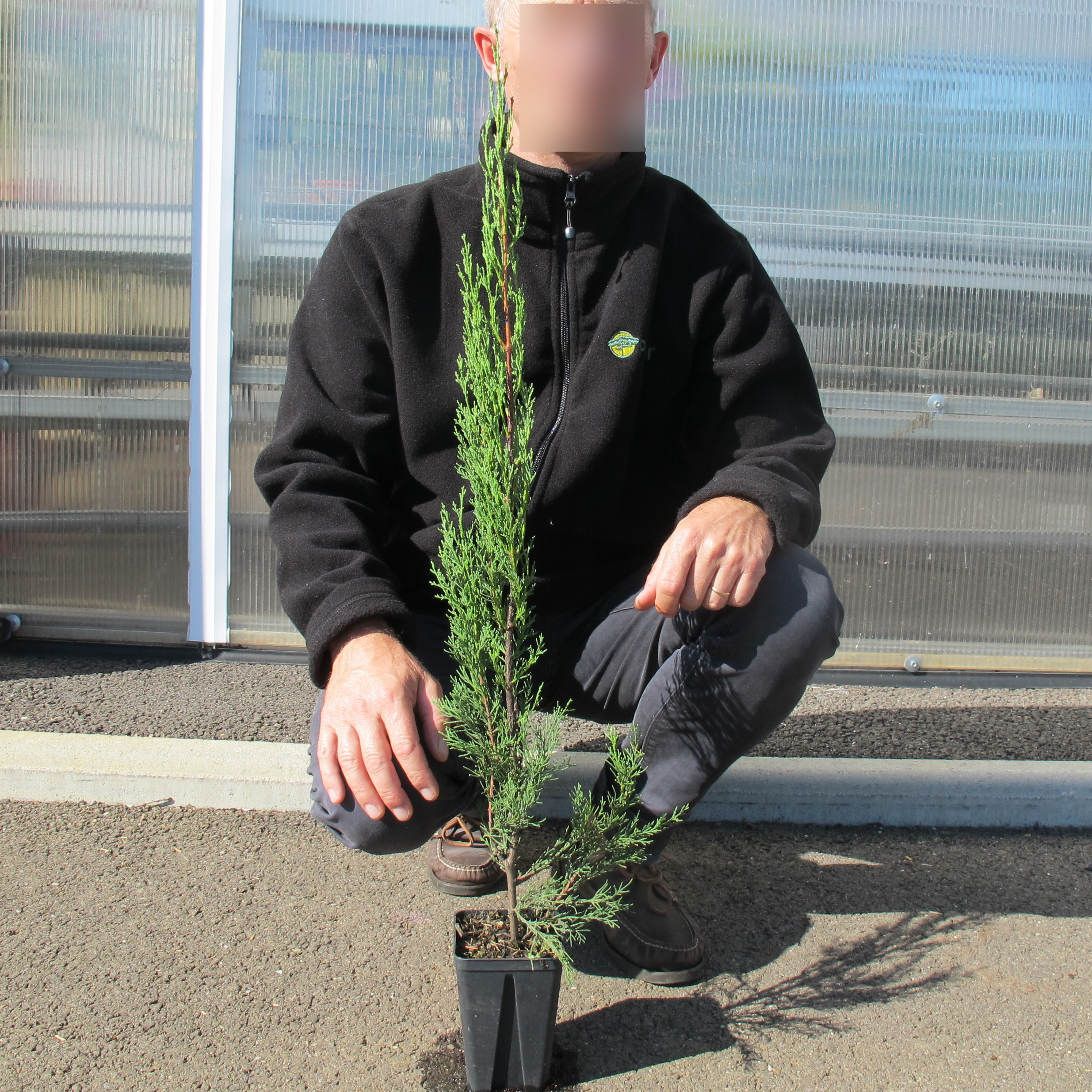 Pair of Italian Cypress Cupressus pencil Trees 45-50cm Tall, in 15 cm pots main image 0