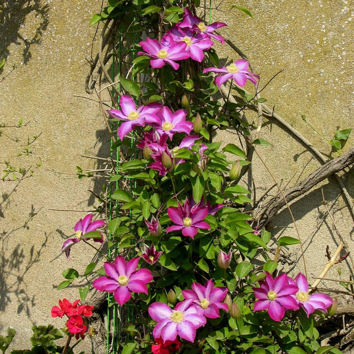 Clematis 'Pink Champagne' : buy Clematis 'Pink Champagne' / Clematis ...