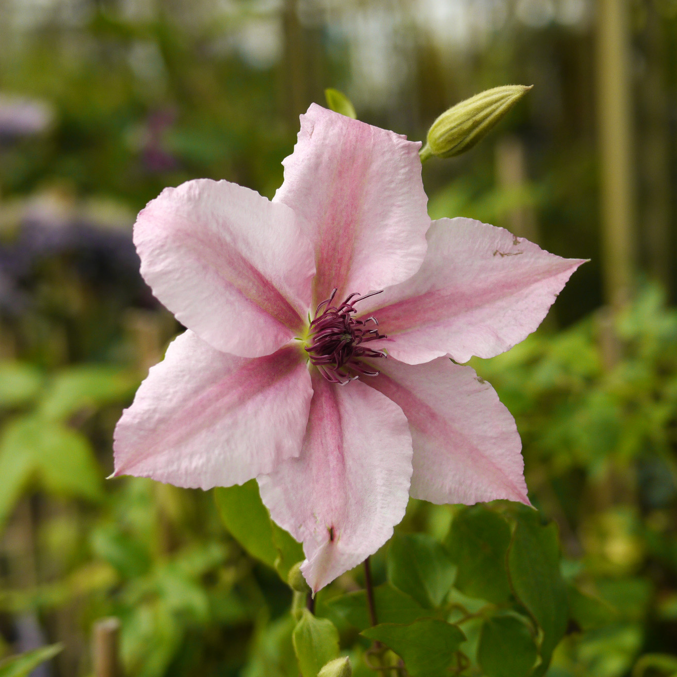 Clematis 'Pink Fantasy' buy Clematis 'Pink Fantasy' / Clematis Pink