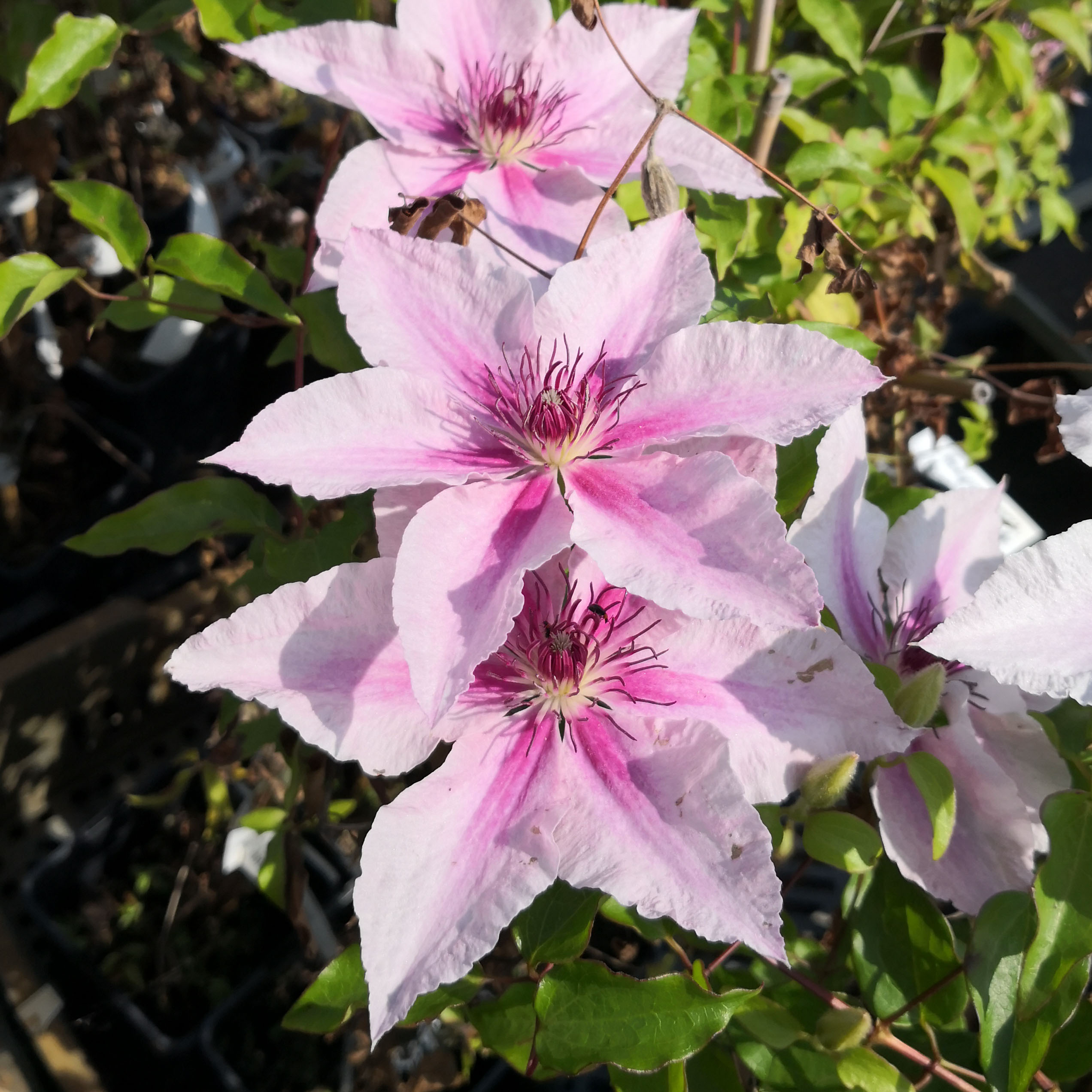 Clematis 'Pink Fantasy' buy Clematis 'Pink Fantasy' / Clematis Pink