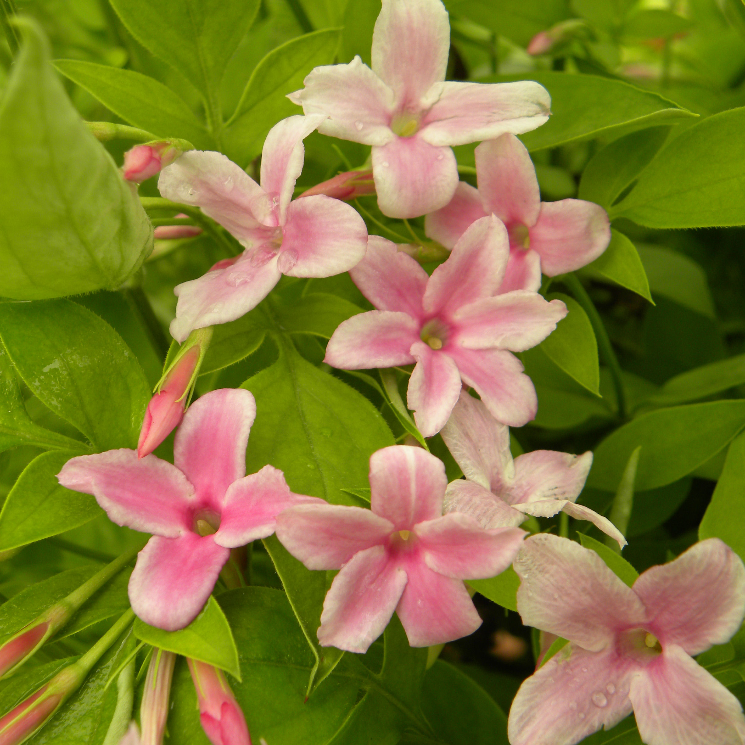 Jameson Roses Jasmin, Rose : buy Jasmin, Rose / Jasminum X stephanense