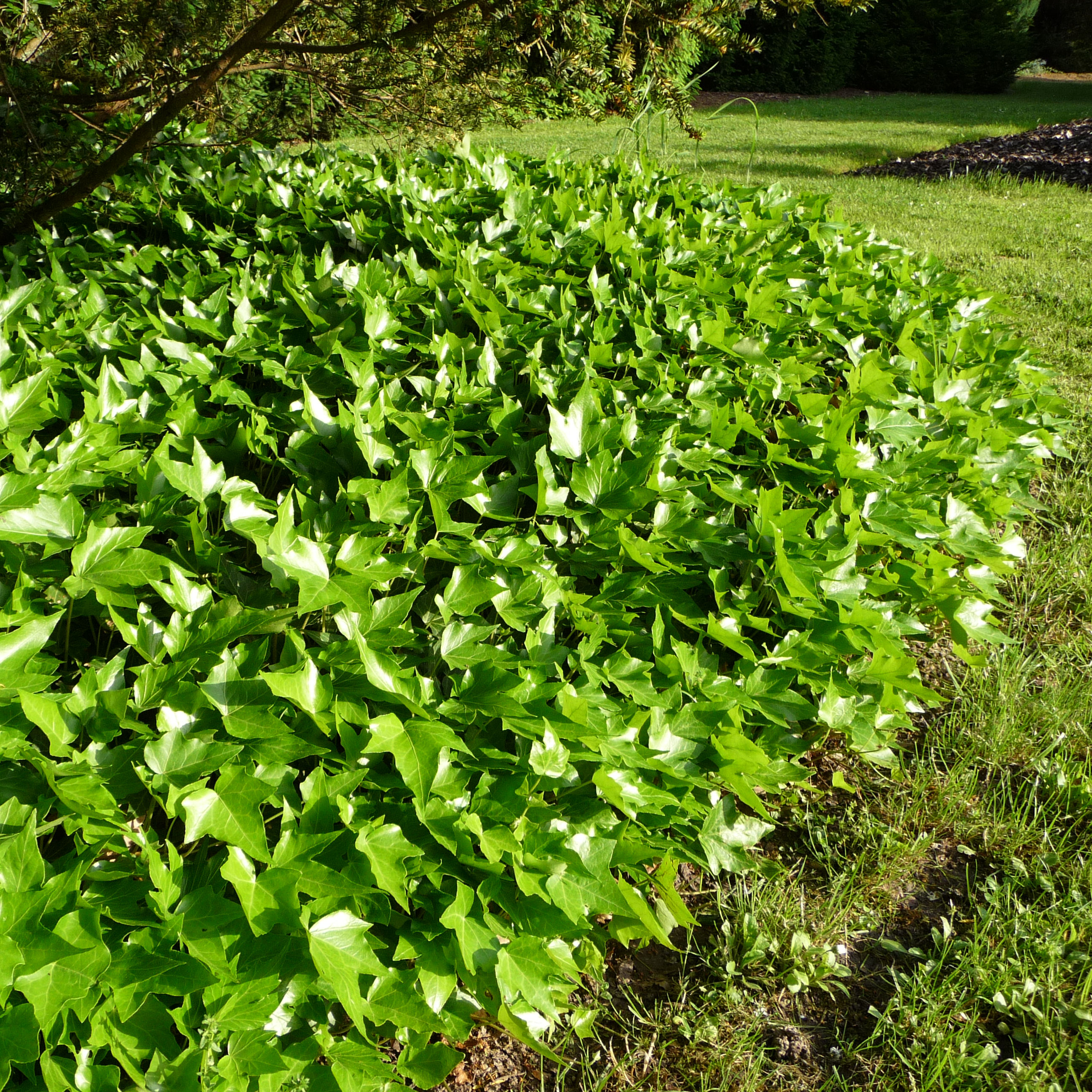 Ivy 'Green ripple' : buy Ivy 'Green ripple' / Hedera helix Green ripple