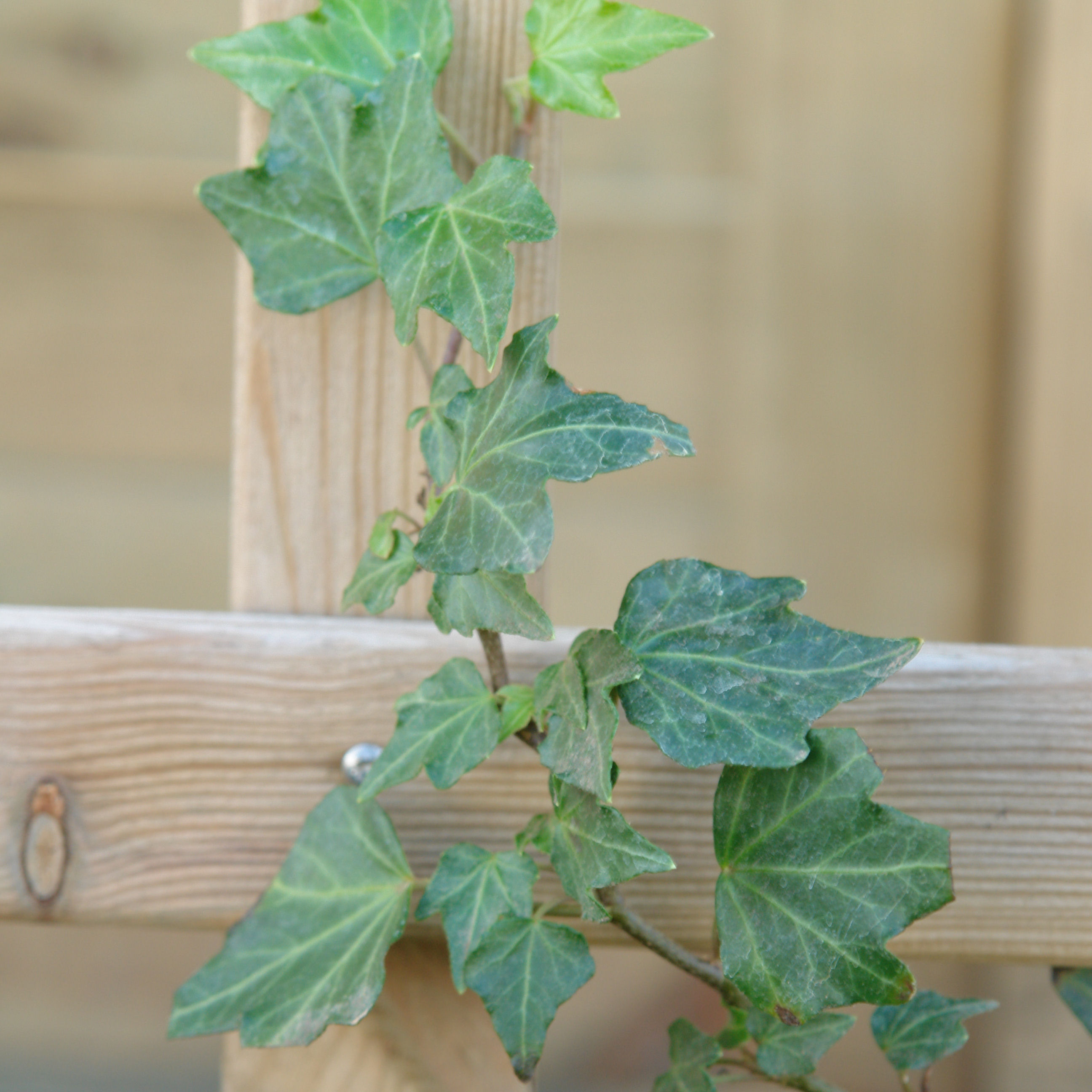 Ivy 'Green ripple' : buy Ivy 'Green ripple' / Hedera helix Green ripple