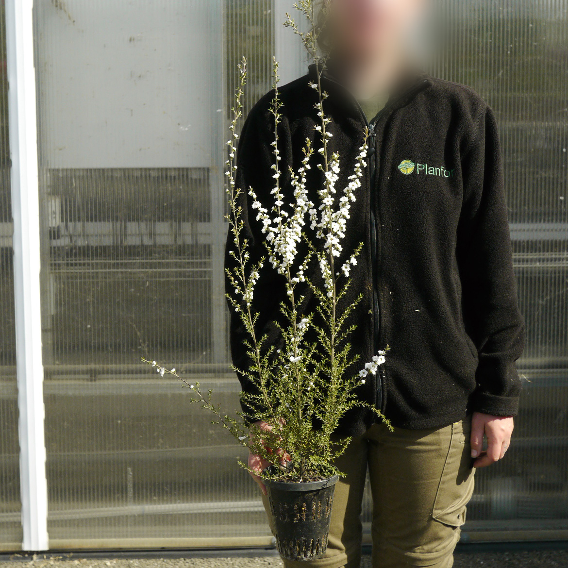 Tea tree, New Zealand, Manuka, White buy Tea tree, New Zealand