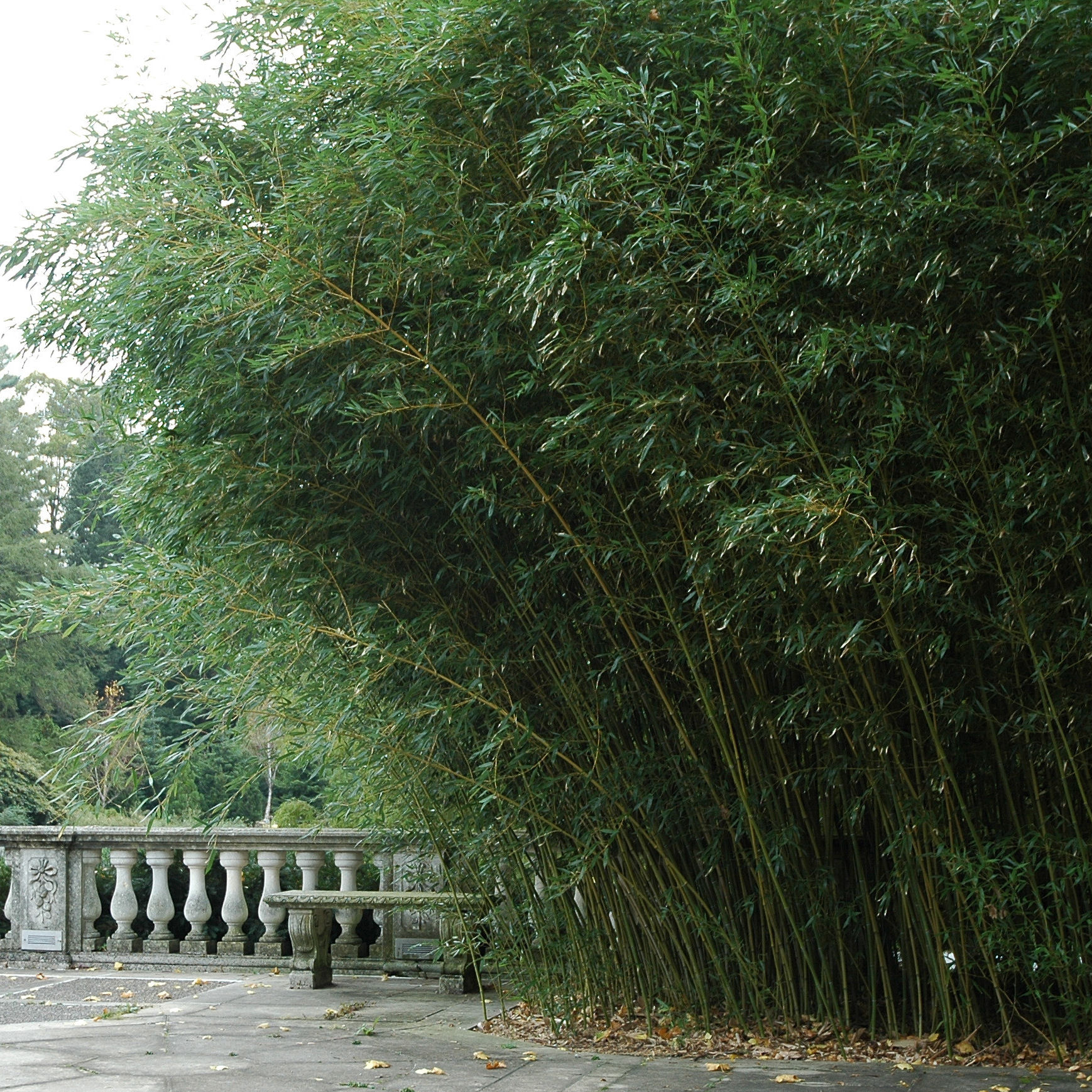 Phyllostachys bissetii bamboo clump screening JUMBO LIVE ROOT BALL approx 5-6ft