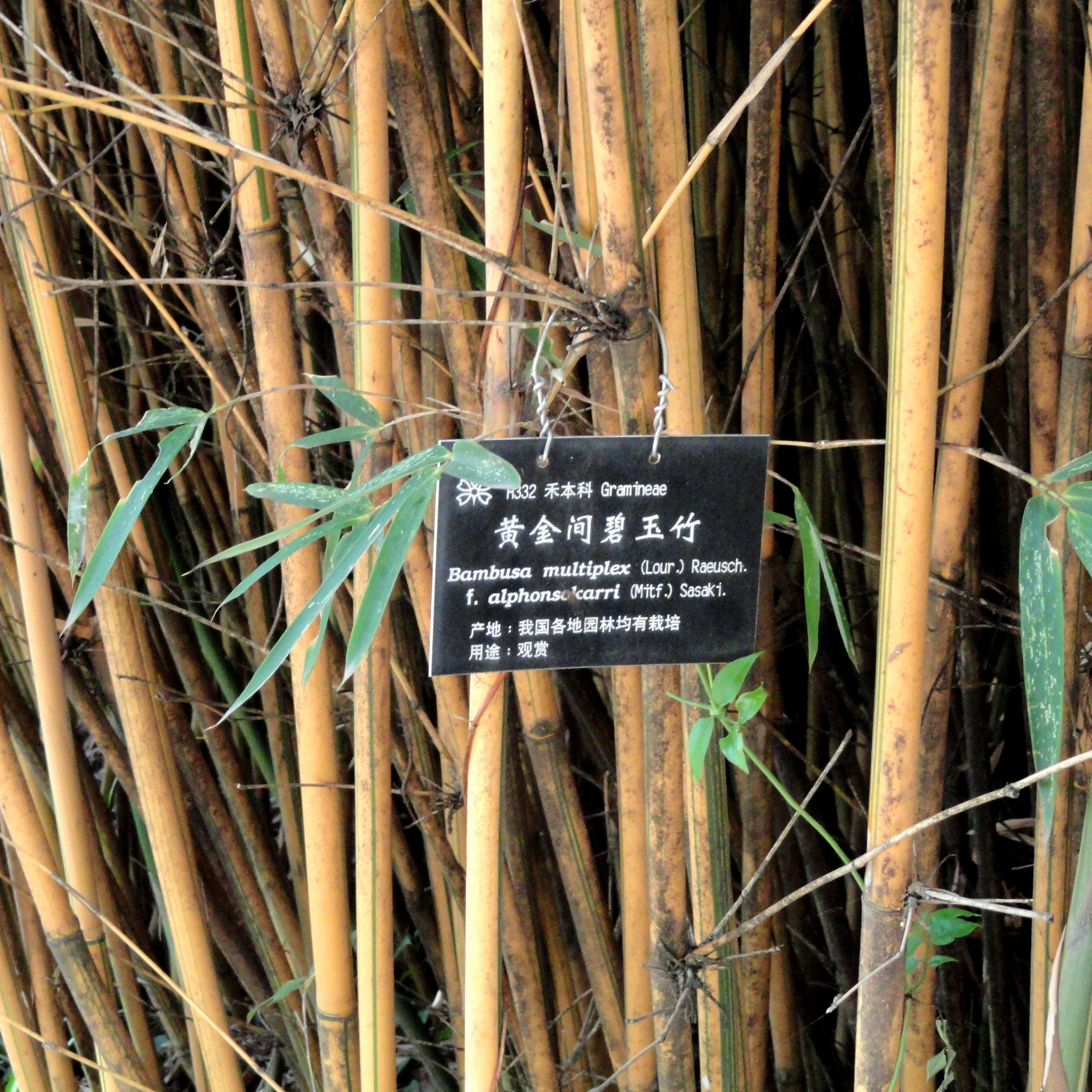 Emulplex Bamboo Bambusa multiplex Alphonse Karr : buy Bamboo Bambusa multiplex ...