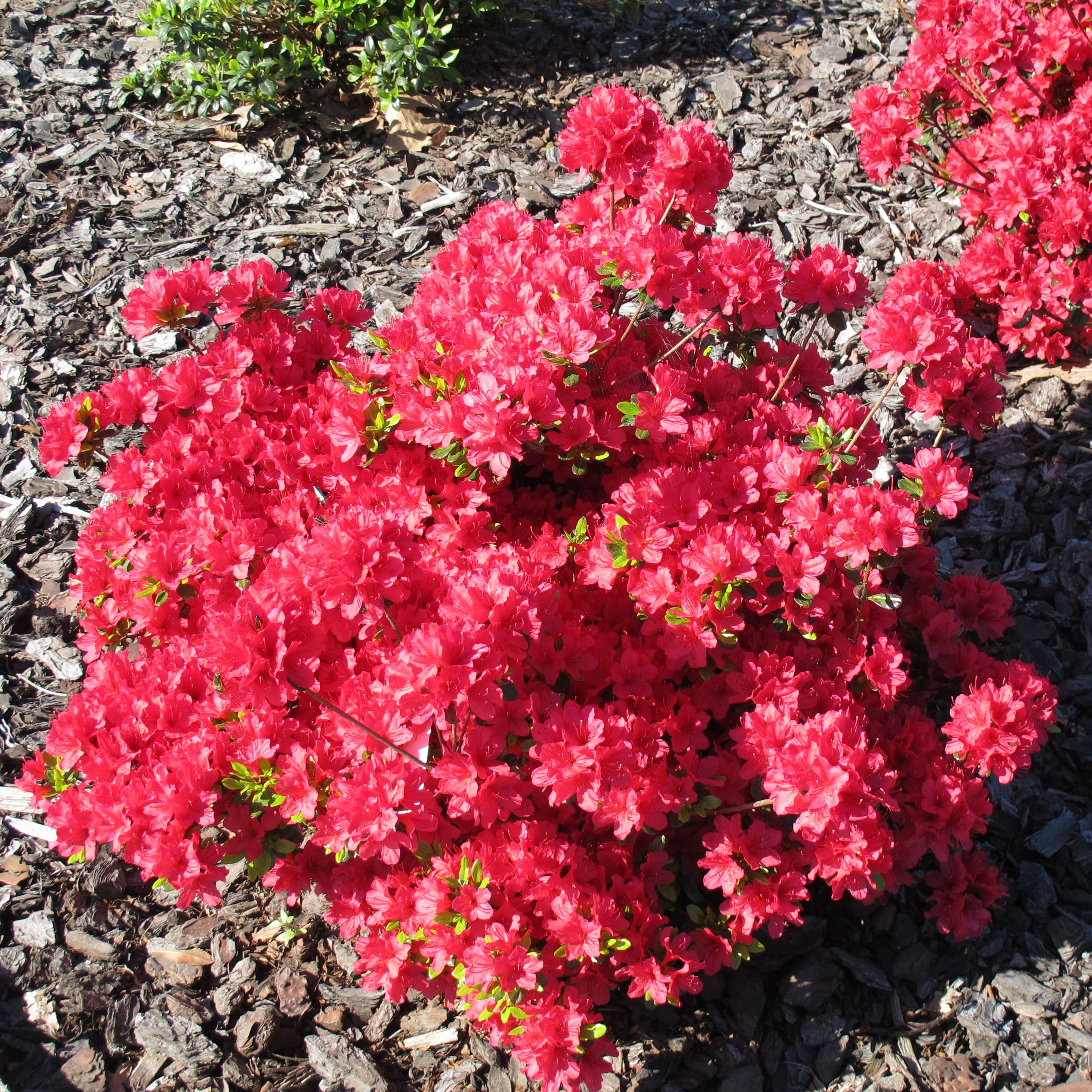 Azalea 'Hino Crimson' : buy Azalea 'Hino Crimson' / Azalea japonica ...