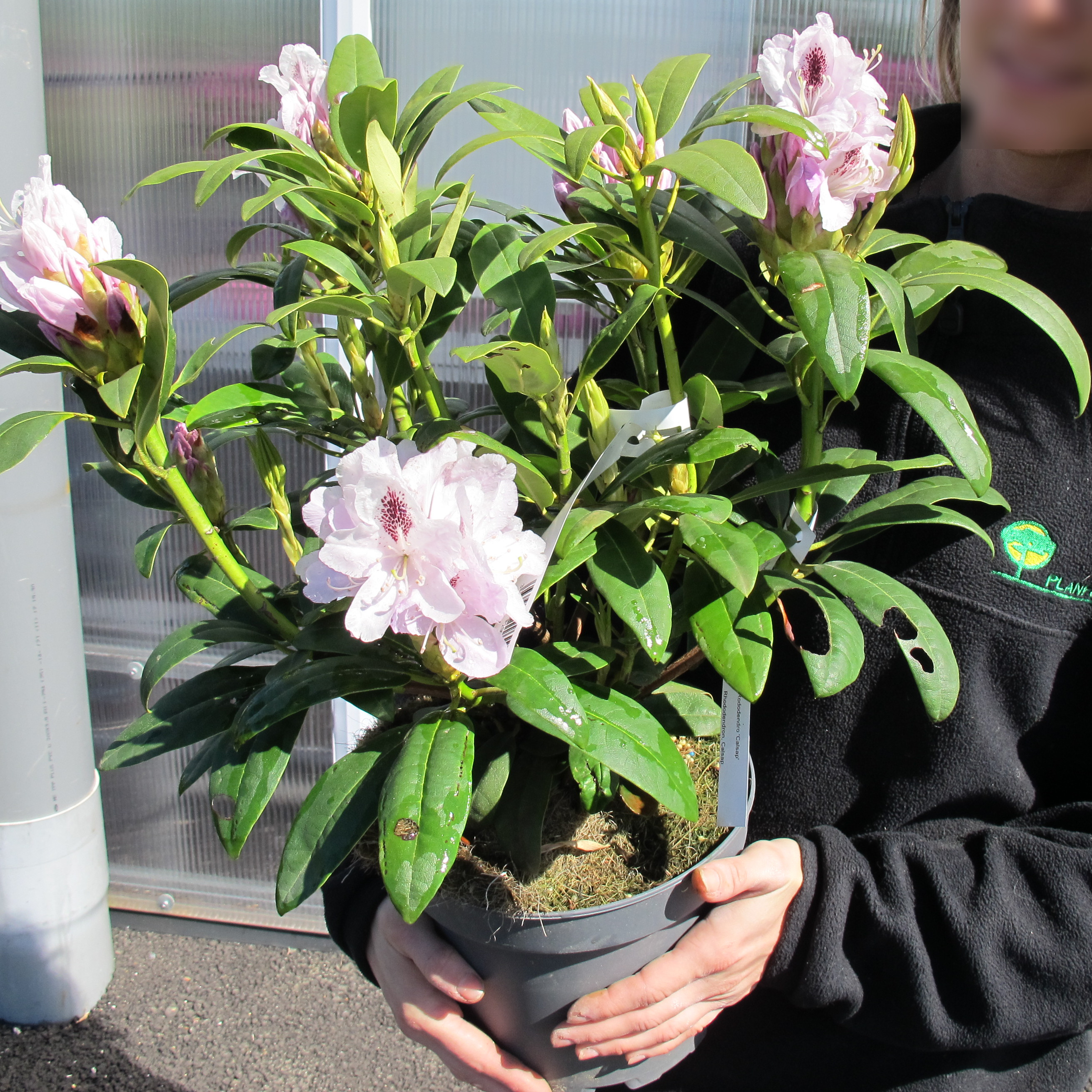 Rhododendron white, Calsap : buy Rhododendron white, Calsap ...