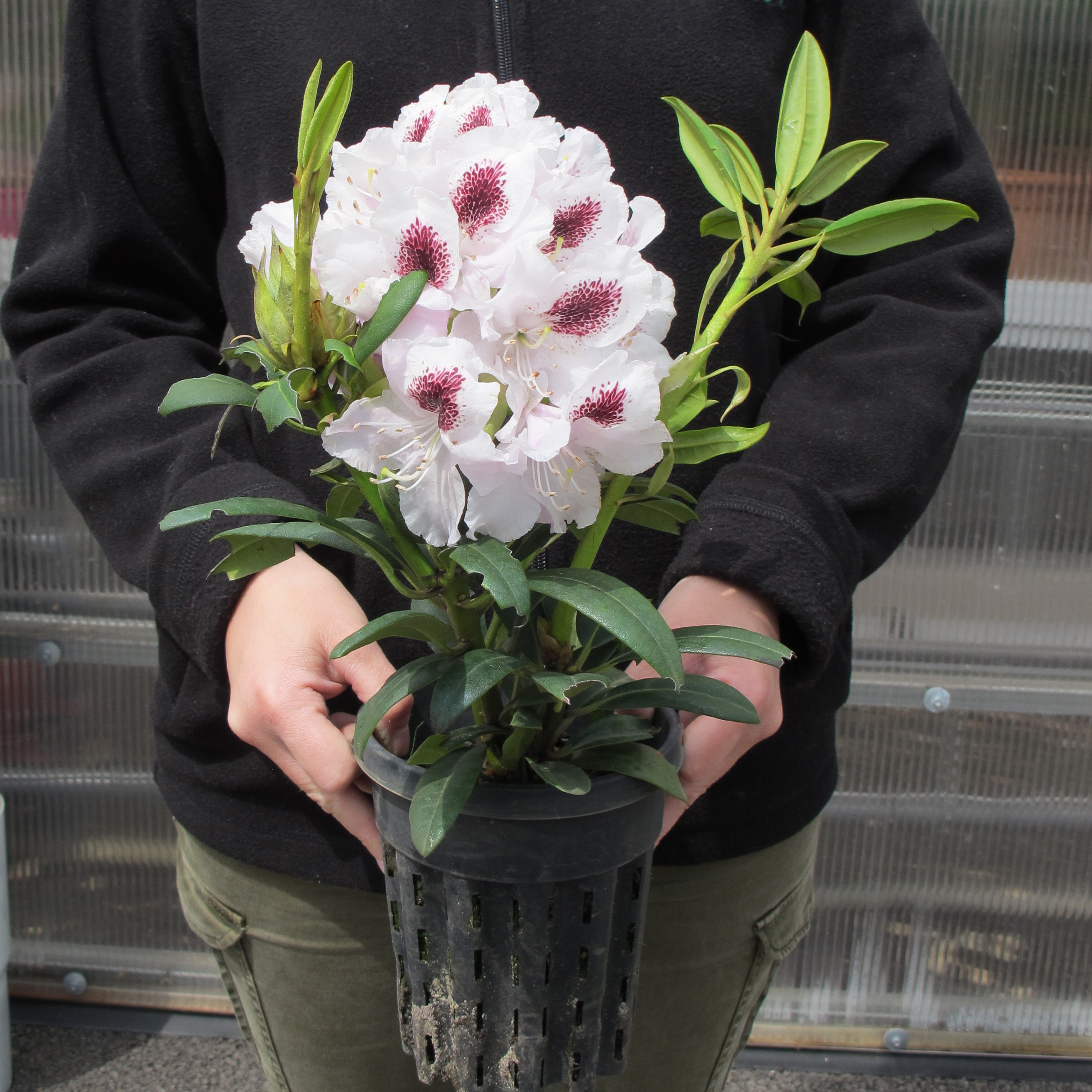 Rhododendron white, Calsap : buy Rhododendron white, Calsap ...