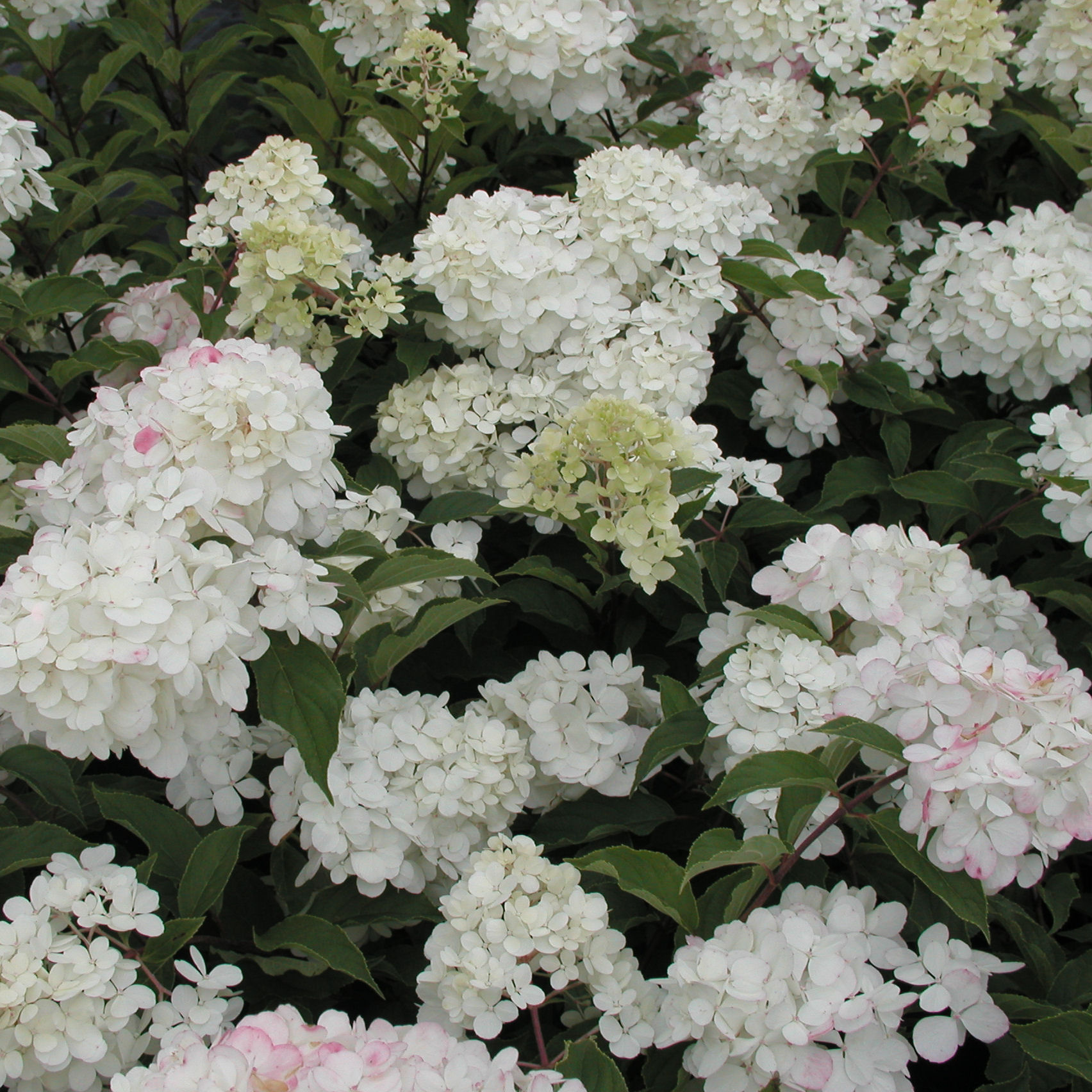 Hydrangea, panicle Vanilla Strawberry buy Hydrangea, panicle Vanilla