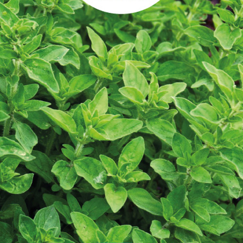 Perennial Oregano, Wild Marjoram (seeds) buy Perennial Oregano, Wild