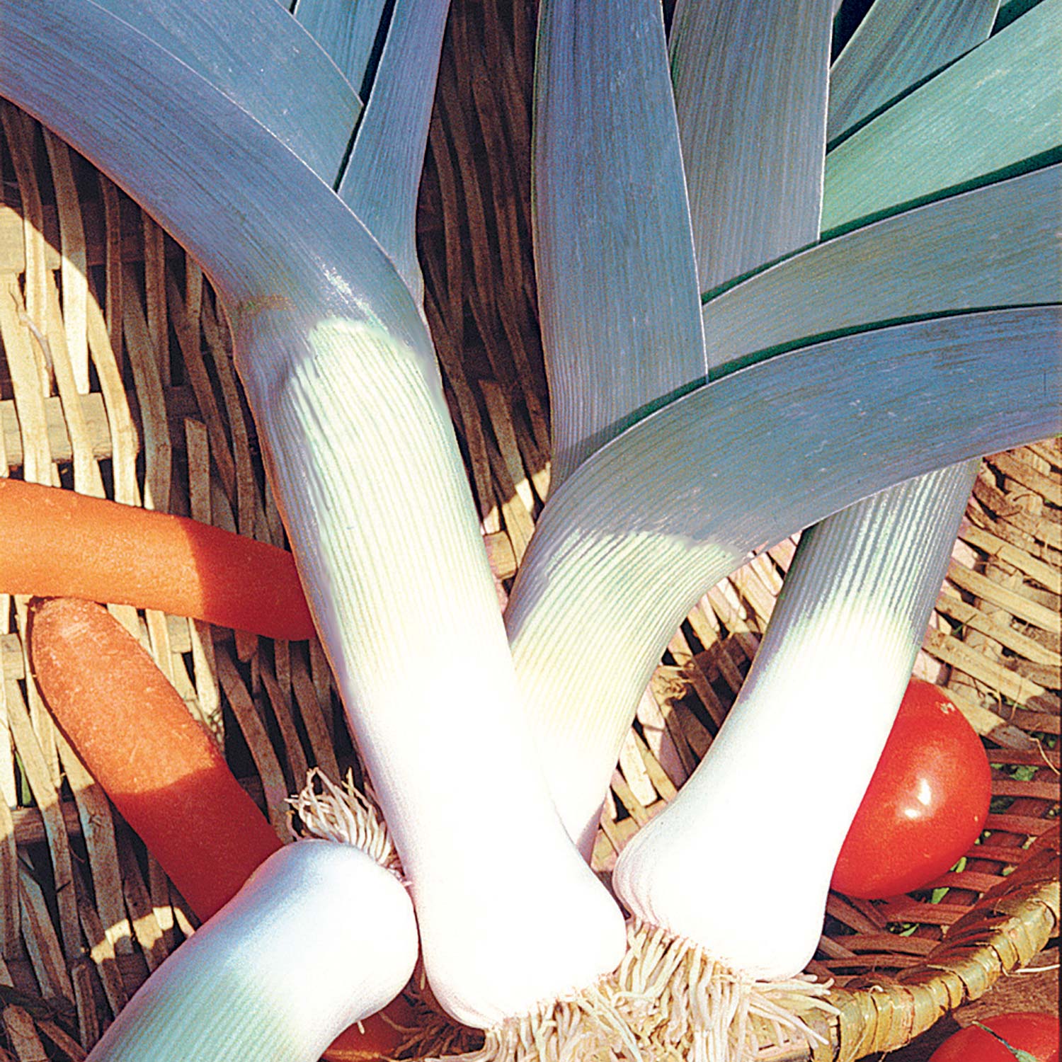 'St Victor' Winter Leek buy 'St Victor' Winter Leek