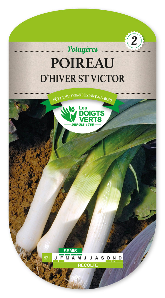 'St Victor' Winter Leek buy 'St Victor' Winter Leek