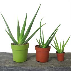 Indoor Plants Buy Indoor Plants Online
