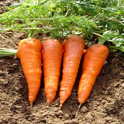 Red Cored Chantenay Carrot