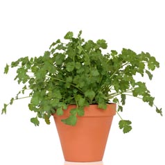 Chervil