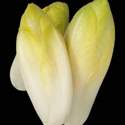 'Zoom F1' Chicory