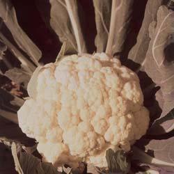 Autumn Giant Cauliflower