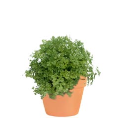 Coriander