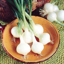 Extra-Early Barletta White Onion