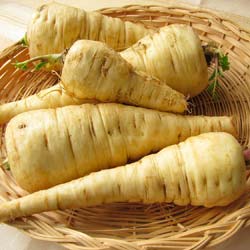 'Guernsey' Parsnip