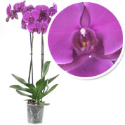 Orchid, Phalaenopsis Mauve, Phalaenopsis