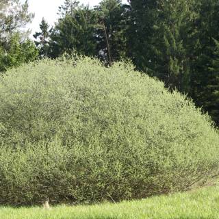 Willow, rosemary-leaved : buy Willow, rosemary-leaved / Salix ...