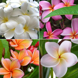 Frangipani