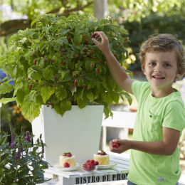 Raspberry, red dwarf : buy Raspberry, red dwarf / Rubus idaeus nano rubra