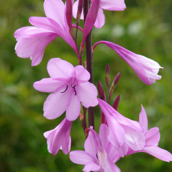 Bugle Lily, Pink